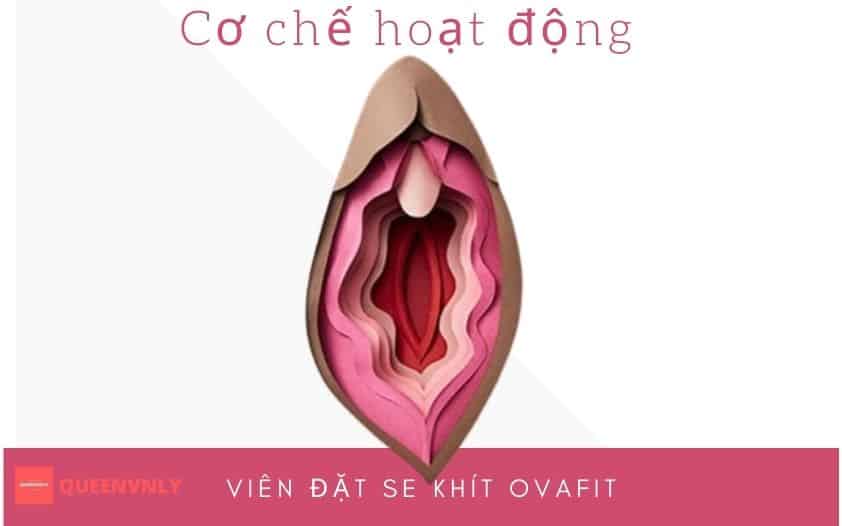 co che hoat dong vien dat ovafit queenvnly truoc
